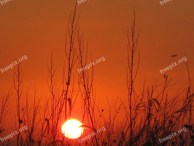 Grass And Sunset Sunset Red Sunset Free Photos