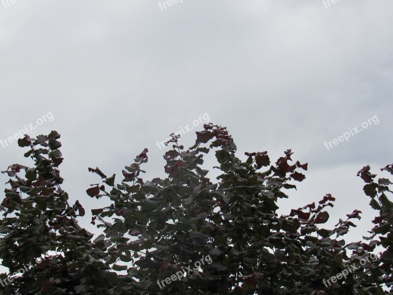 Thicket Nature Leaves Trees Park