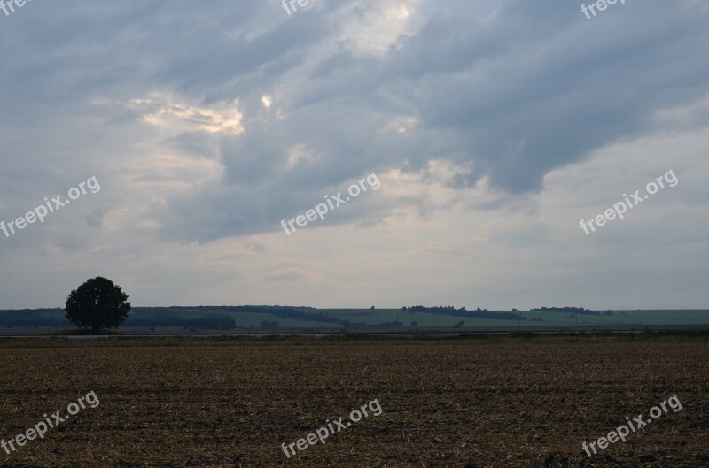 Lonely Tree Field Sky Tree In The Field Landscape