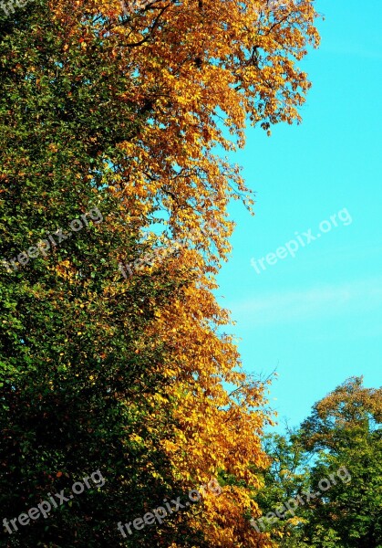 Maple Leaf Beech Leaves Colored Leaves Freshly Fallen Fall Leaves