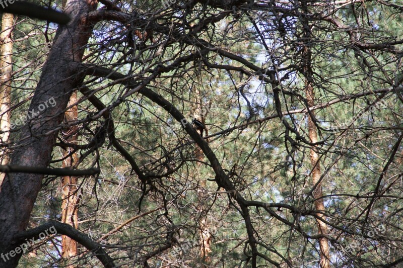 Woodpecker Bird Needles Park Forest