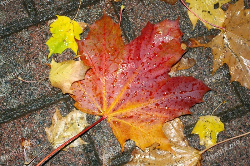 Autumn Leaves Nature Wet Fall Foliage