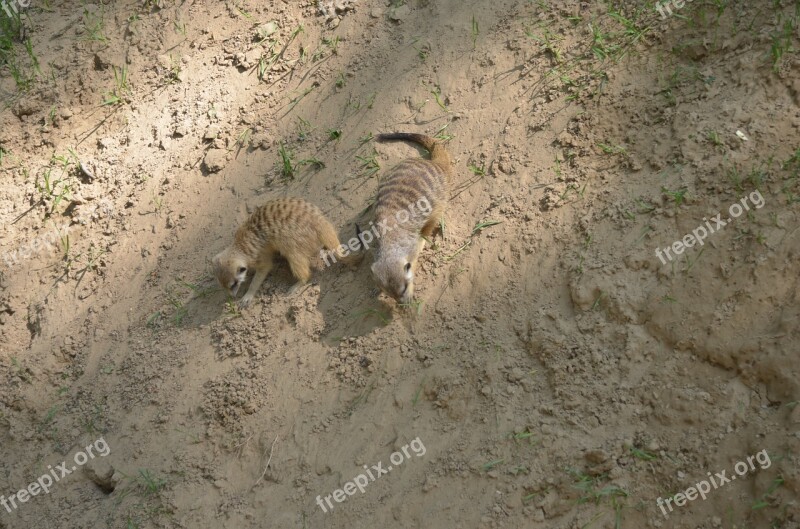 Animal Hamster Mouse Desert Free Photos