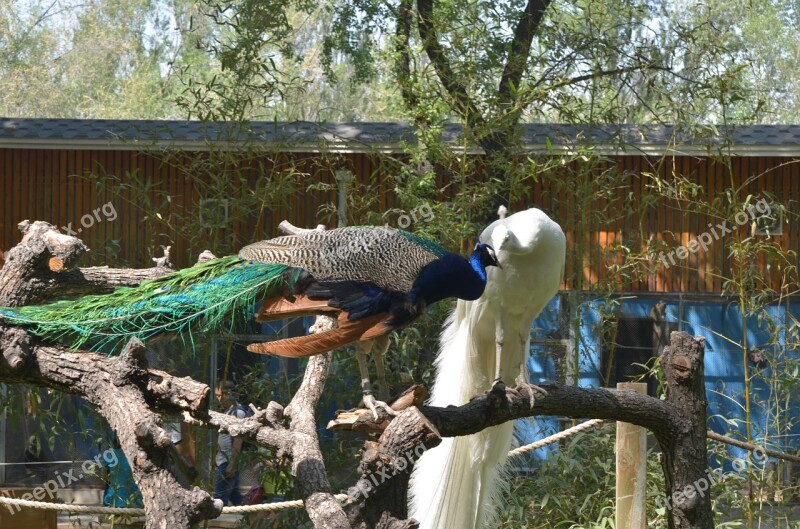 Peacock Beauty Animal White Unusual