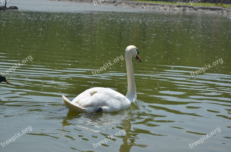 The Amount Of Swan The White Swan Lake River