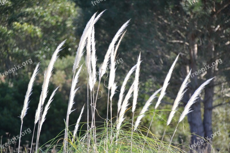 Flower Of The Pampas Nature Feather Duster Meadow Parking