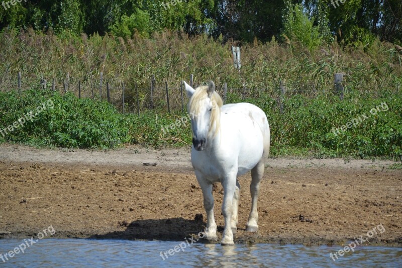 Camargue Animals White Horse River