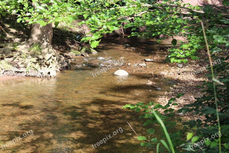 Creek Water Pebbles Green Landscape