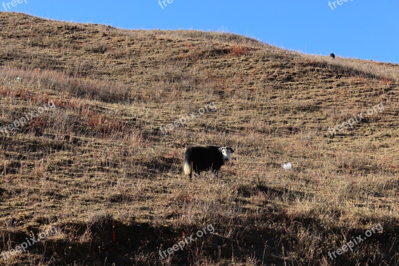 Yak In Tibetan Areas Animal Livestock Meadows