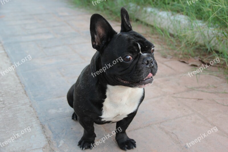 Filippo Bulldog French Dog Tender