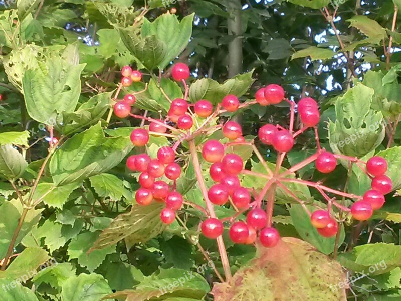 Berries Red Snow Ball Autumn Bush