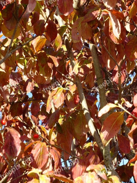 Leaves Autumn Dogwood Seasonal Golden