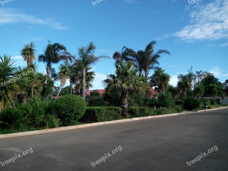 Bosasa Business Park Palm Trees Street