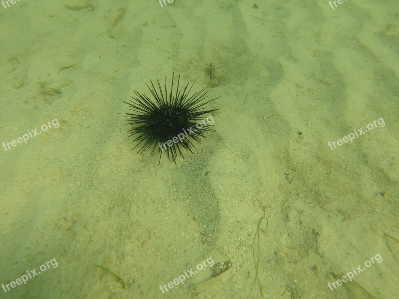 Sea Urchin Fish Jamaica Sea Life Water