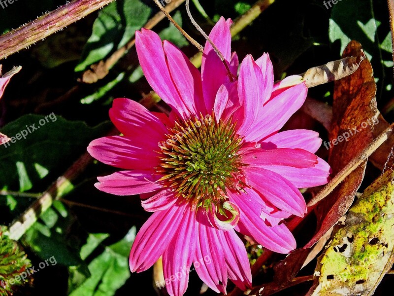 Coneflower Echinacea Purple Botanical Gardening