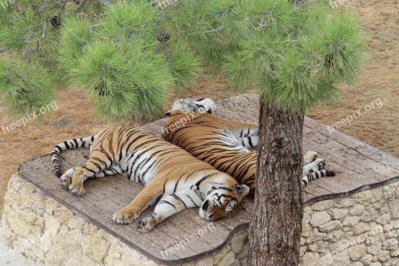 Tigers Zoo Sleep Vacation Free Photos