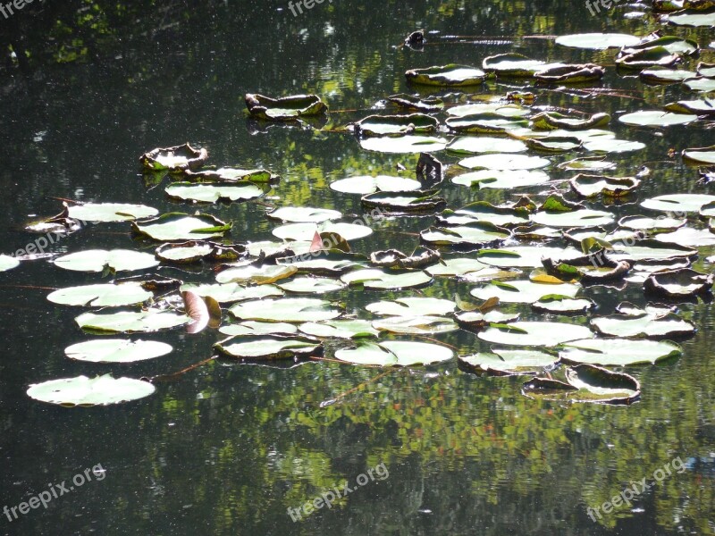 Lily Pads Lily Pads Water Green