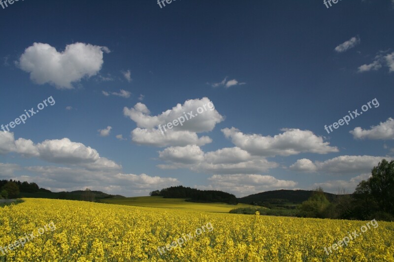 Blue Sky Forest Nature Trees