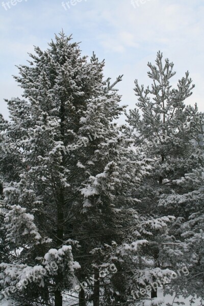 Tree Winter Snow Spruce Pine