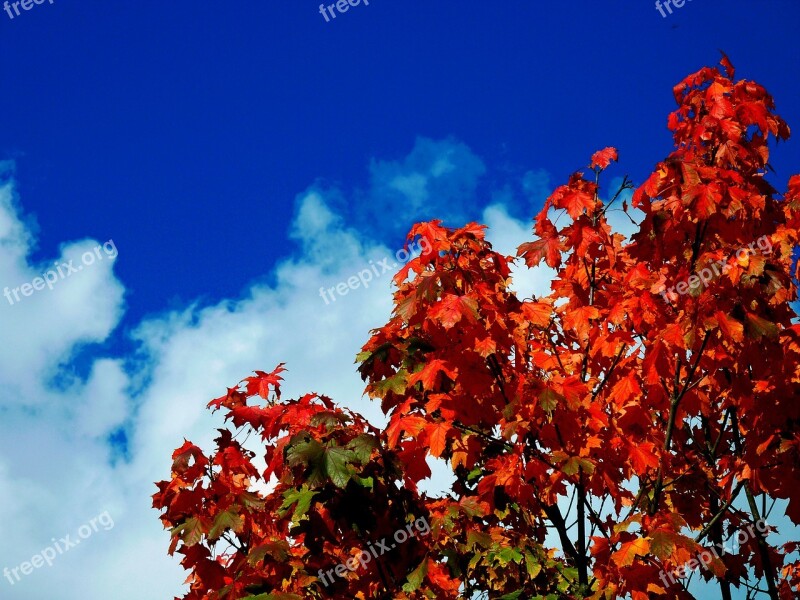 Maple Leaf Beech Leaves Colored Leaves Freshly Fallen Fall Leaves