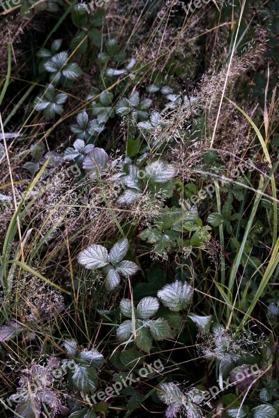 Autumn Frozen Frost Leaves Grass