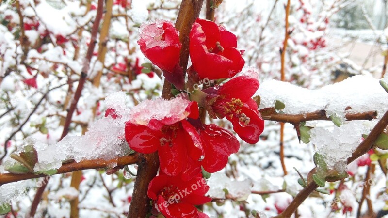 Snow Winter Ice Flower Japanese Quince