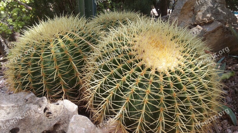 Cactus Plants Thorns Nature Desert Plant