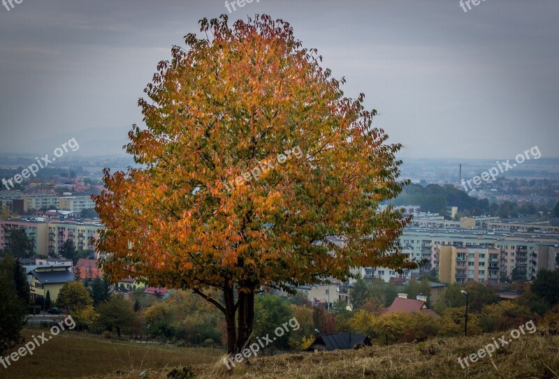 Tree Fall Color Colorful September