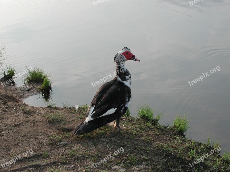 Muscovy Duck Nature Duck Wildlife Water