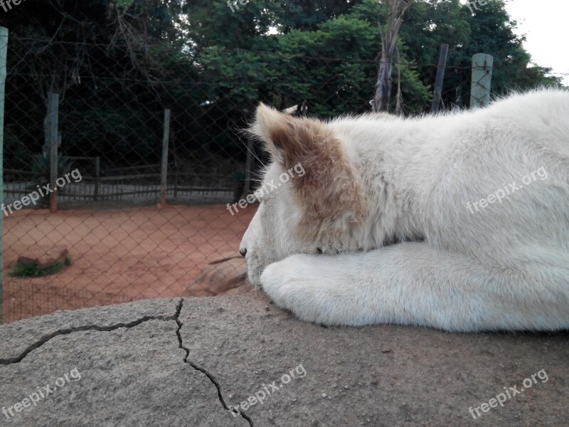 Lions Johannesburg Cubs Zoo Sad