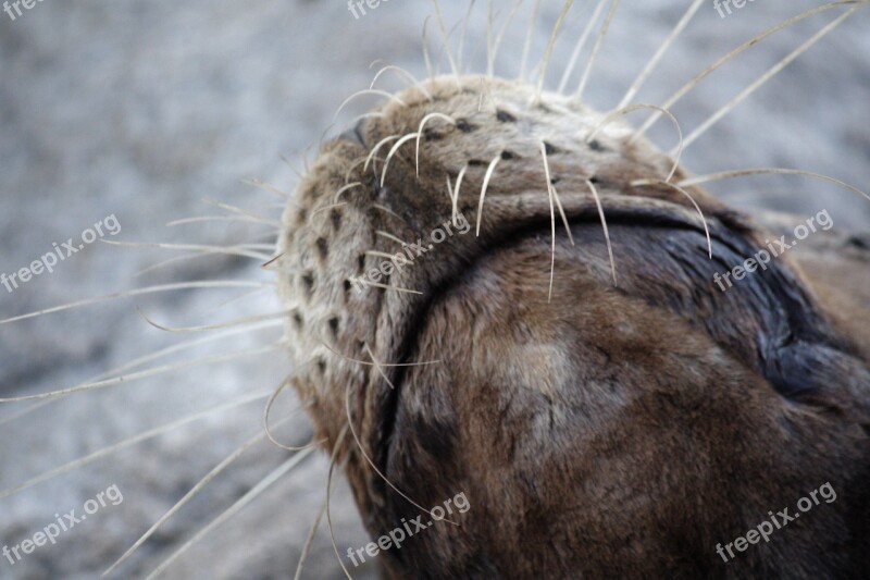 Sea ​​lion Monterey Wildlife Nose Mustache