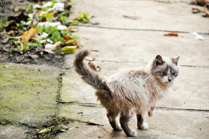 Looking Back Cat Domestic Free Photos