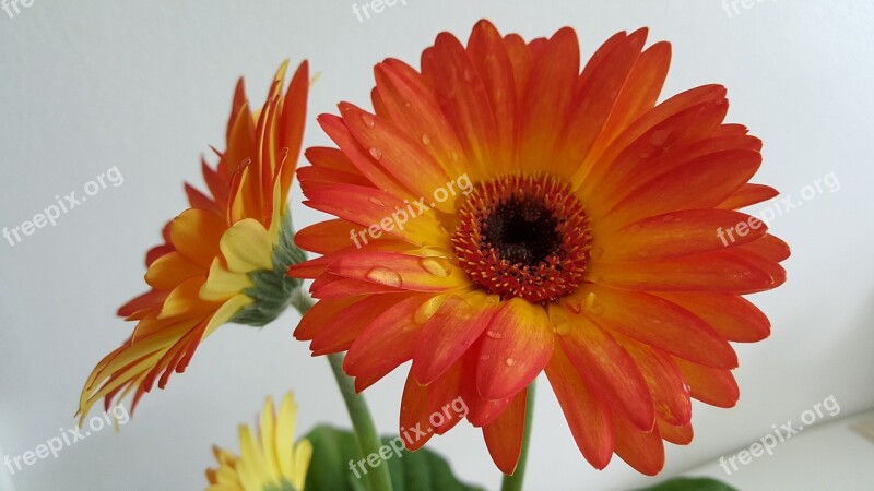 Gerbera Orange Flower Autumn Flowers