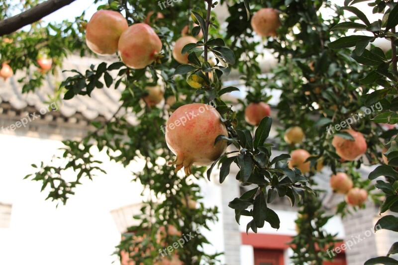 Pomegranate Fruit Afternoon Free Photos