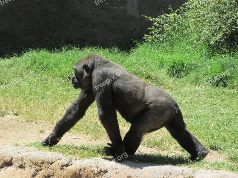 Gorilla Animal Wild Wildlife Ape