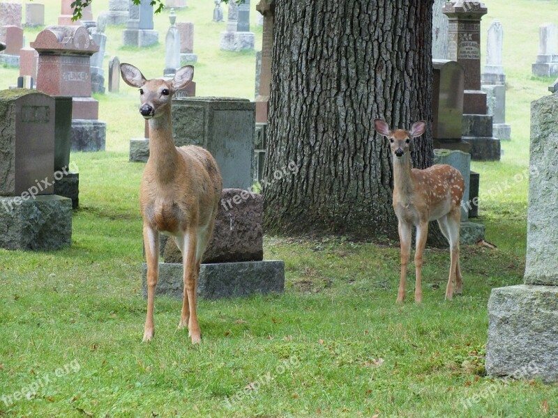 Cemetery Deer Fawn Doe Headstone