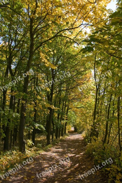 Trail In The Forest Path Autumn Tunnel Branch