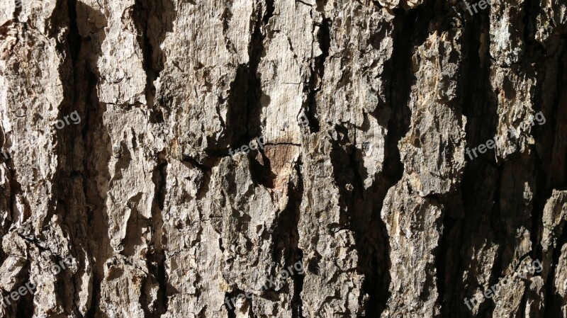 Bark Textures Tree Wood Pattern