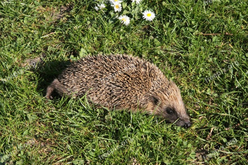 Hedgehog Nature Animal Spur Cute