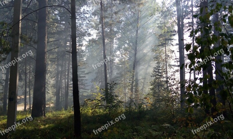 The Sun's Rays Forest Light Day Rays