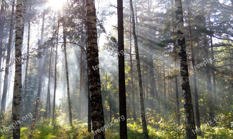 The Sun's Rays Light Forest Rays Day