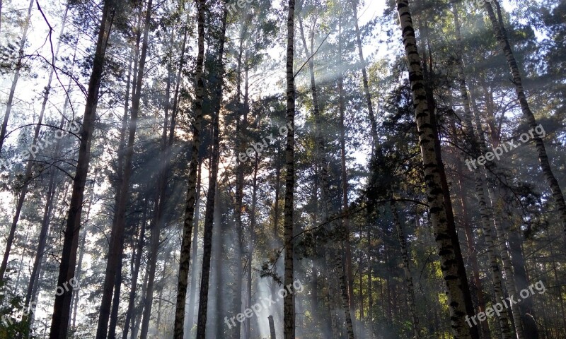 Light Forest The Sun's Rays Rays Day