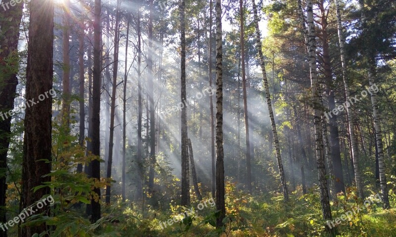 Light Forest The Sun's Rays Rays Day