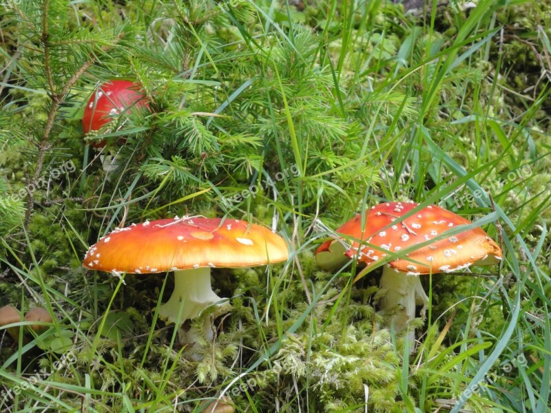 Mushroom Fly Agaric Toxic Red Nature