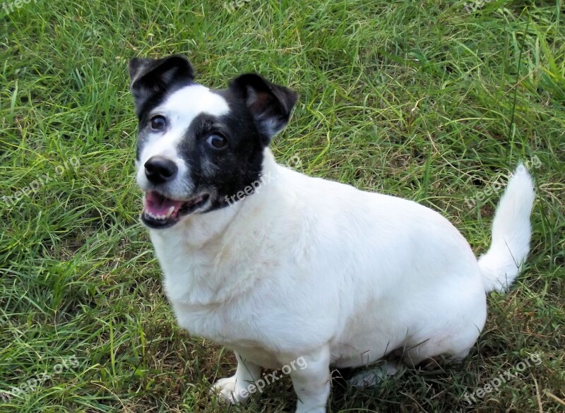 Jack Russell Terrier Black White Dog Happy