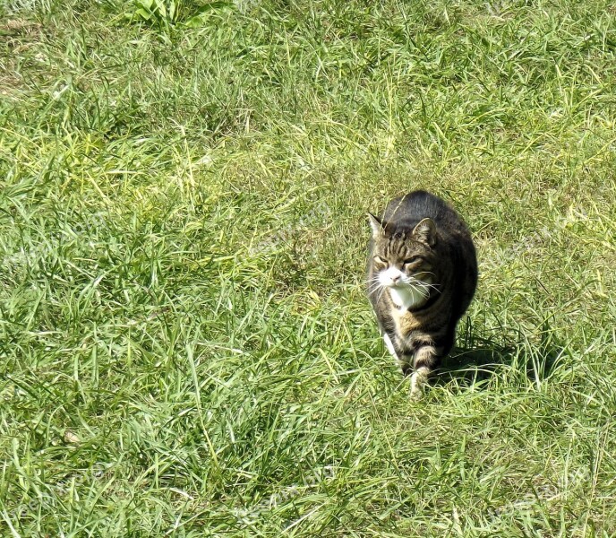 Tabby Tuxedo Feline Cat Animal