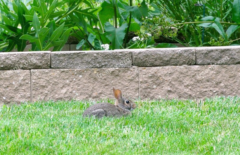 Rabbit Bunny Animal Cute Mammal