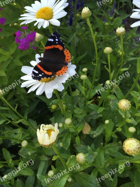 Butterfly Daisy Red Admiral Summer Flower