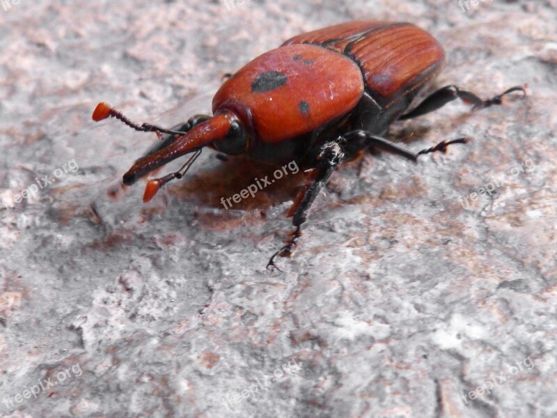 Beetle Orange Grated Detail Orange Beetle