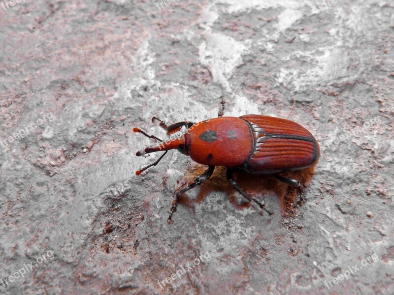 Beetle Orange Grated Detail Orange Beetle